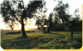 Ingrandisci in finestra separata